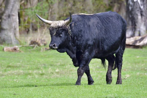 Diable Bétail Dans Une Ferme — Photo