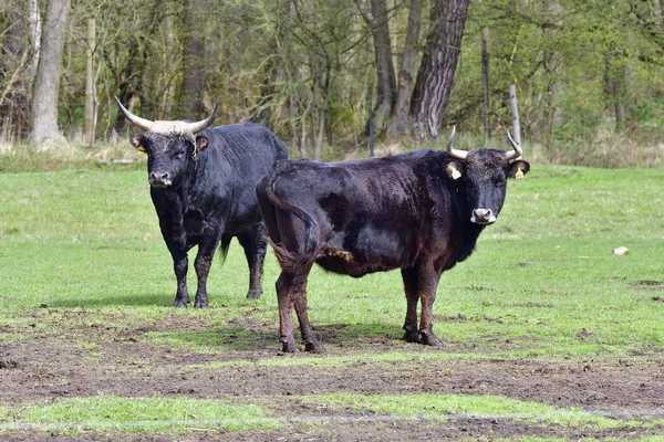 Ganado Agitado Una Granja — Foto de Stock