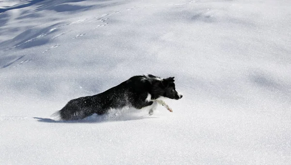 Border Collie Purebred Domestic Dog Pet Animal — Stock Photo, Image