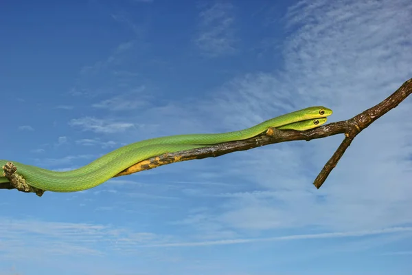 Two Male Rough Grass Snakes Opheodrys Aestivus Branch Front Sky — 스톡 사진