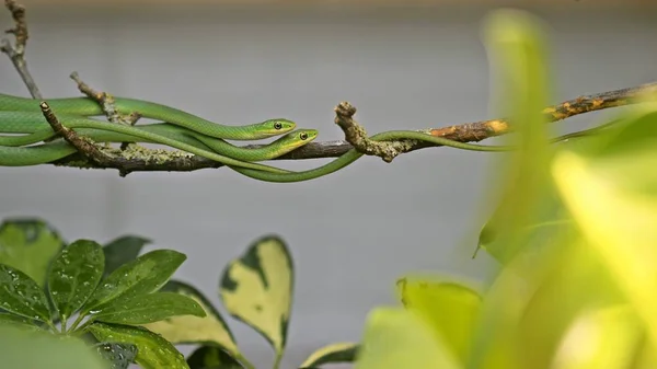 Duas Cobras Macho Grama Áspera Opheodrys Aestivus Ramo — Fotografia de Stock