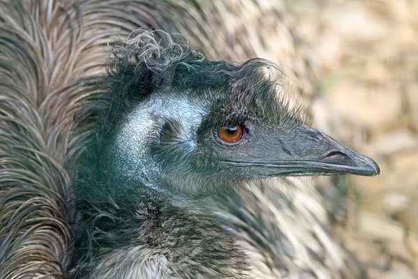 Estudio Principal Gran Emu Dromaius Novaehollandiae — Foto de Stock