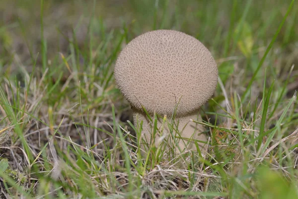 Culture Champignons Dans Forêt Fond Nature — Photo