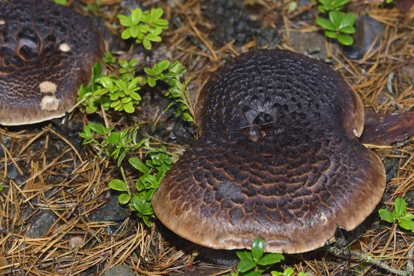 Odla Svamp Skogen Natur Bakgrund — Stockfoto