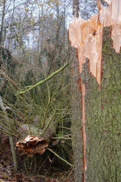 Dead Tree Forest — Stock Photo, Image