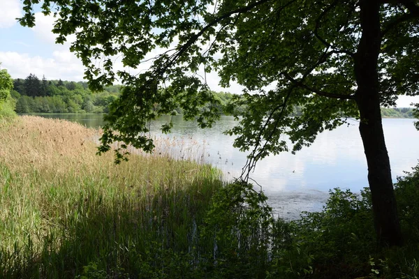 Dreifelder Weiher Westerwald Lake Lake Pond Landscape Body Water Nature — Stockfoto