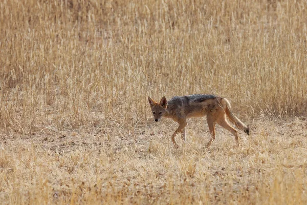 Schakale Sind Eine Art Hund Tiere Die Mit Hunden Kojoten — Stockfoto