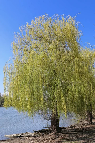 Weeping Willow Spring — Stock Photo, Image