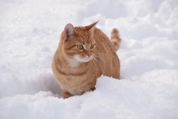 겨울에 집고양이 — 스톡 사진