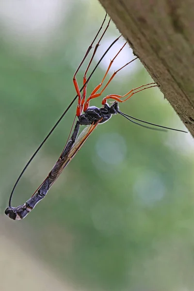 Macro Reusachtige Wesp Dolichomiet Imperator Leggen Eieren — Stockfoto