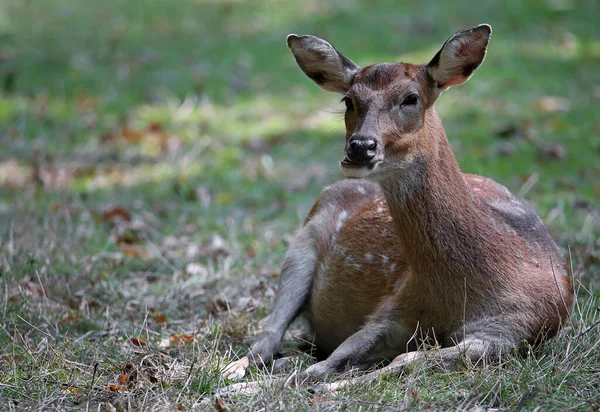 Klidová Vietnam Sika Jelen Cervus Nippon Pseudaxe Při Přežvykování — Stock fotografie