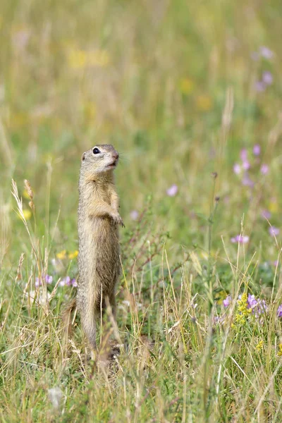 Ground Squirrel Marmotini Rodent — Stock Photo, Image