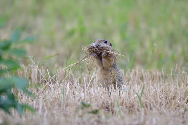 Gemalen Eekhoorn Marmotini Knaagdier — Stockfoto