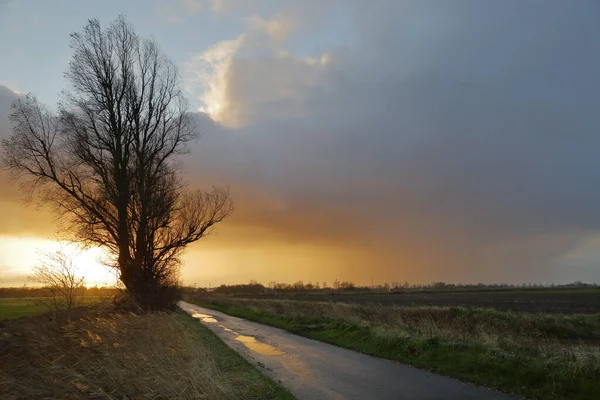 Puut Iltaisin Tuulella — kuvapankkivalokuva