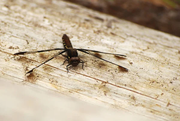 Libelle Odonata Fauna — Stockfoto