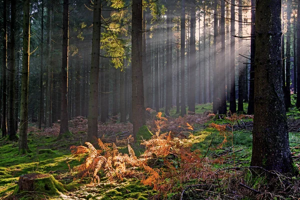 Rayons Soleil Dans Forêt Sapins — Photo