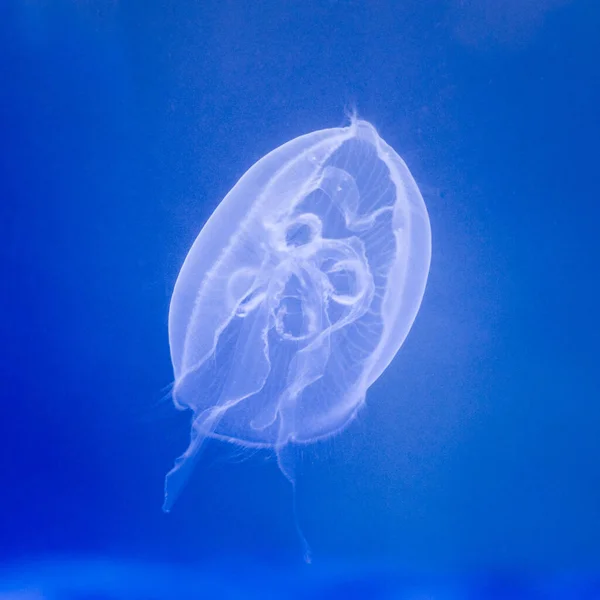 Ubur Ubur Air Laut Bawah Air Makhluk Hidup Laut — Stok Foto
