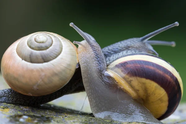 蜗牛壳 无脊椎动物螺旋形 — 图库照片