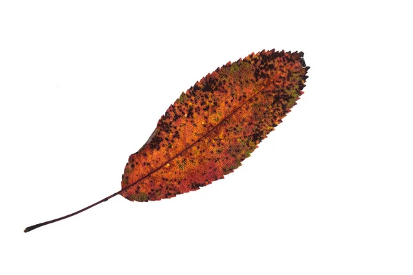 Φύλλα Οπωροφόρου Δένδρου Επιμήκη Οδοντωτά Πορτοκαλί Καφέ Φθινοπωρινό Χρώμα — Φωτογραφία Αρχείου