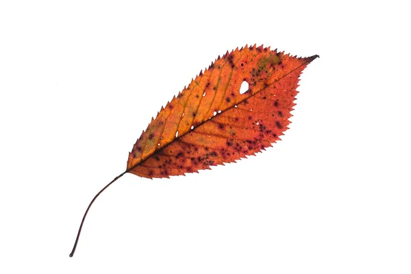 Liść Kolorze Pomarańczowym Jesienią Jako Wolnostojący — Zdjęcie stockowe