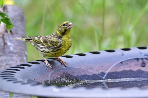 Girlitz Birdbath —  Fotos de Stock