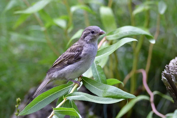 Vue Panoramique Mignon Oiseau Moineau — Photo