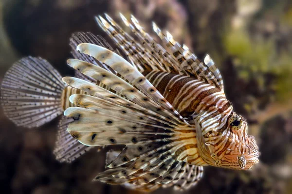 海洋生物 水中的海狮鱼 水生动物 — 图库照片