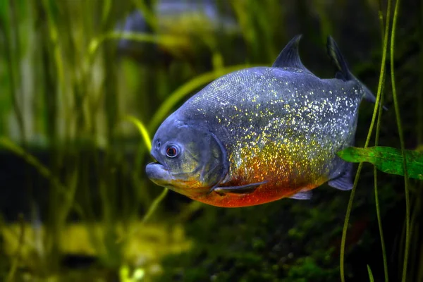 Peixe Aquário — Fotografia de Stock