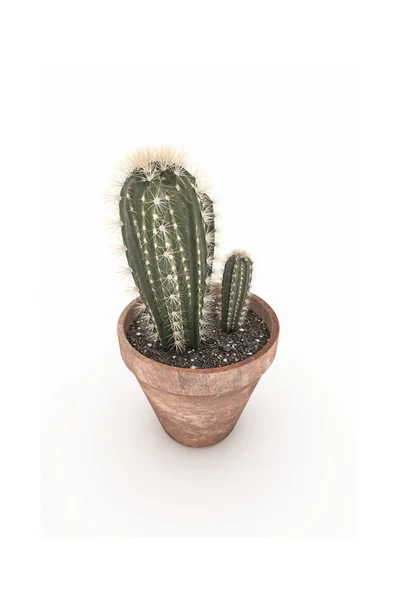 Kaktus Kruka Isolerad Vit Bakgrund — Stockfoto