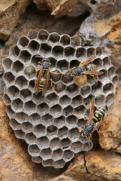 Dağ Eşekarısı Yuvası Büyük Arıları Kollar — Stok fotoğraf