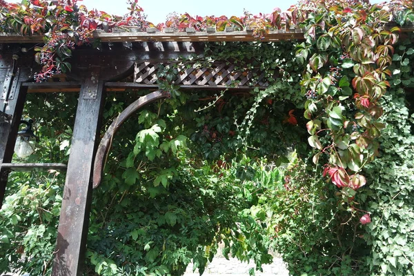 Pérgola Con Vino Silvestre Hiedra —  Fotos de Stock