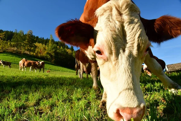 Vacas Queda Pasto — Fotografia de Stock