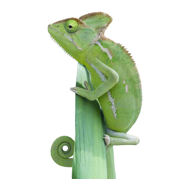 Reptil Lagarto Exótico Camaleón — Foto de Stock