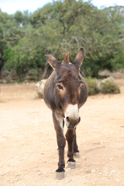 Burro Animal Fauna Ganadería — Foto de Stock