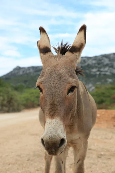 Burro Animal Fauna Ganadería — Foto de Stock