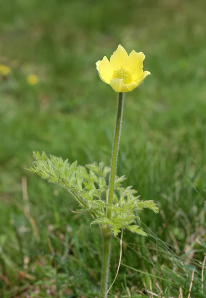 Wiosenne Kwiaty Flora Płatki — Zdjęcie stockowe