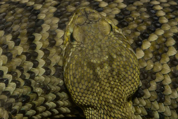 Serpent Monde Animal Peau Serpent — Photo