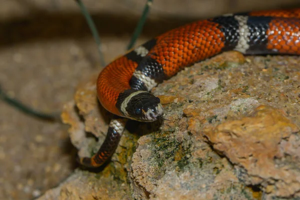 snake reptile, animal world