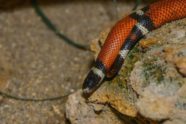 水族馆里的蛇 — 图库照片