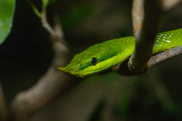 森林里的绿色青蛙 — 图库照片