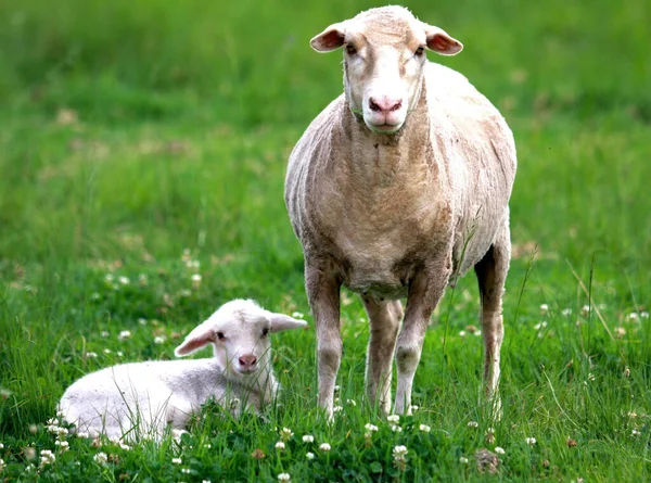 Baby Får Och Mamma Ängen — Stockfoto