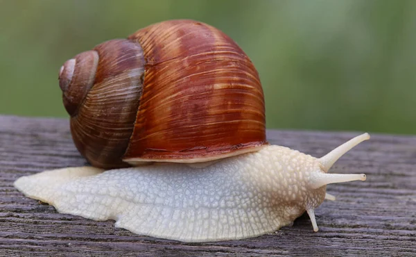 Close Snail Helix Pomatia — Stock Photo, Image