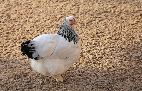 Rinder Züchten Sundheimer Hühner — Stockfoto