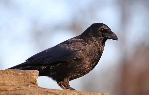 Krähe Corvus Corone Corone — Stockfoto