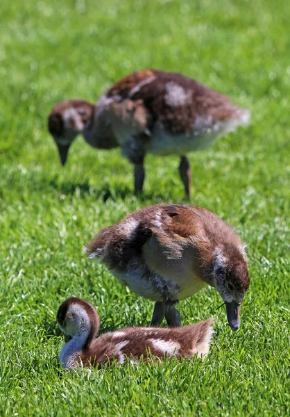 Gansos Juvenis Nilo Alopochen Aegyptiacus Prado Neckar — Fotografia de Stock