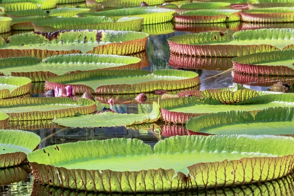 Mooi Botanisch Schot Natuurlijk Behang — Stockfoto