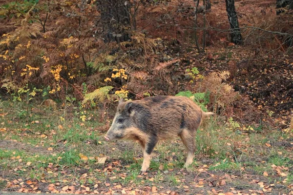 Wildschweine Waldrand — Stockfoto
