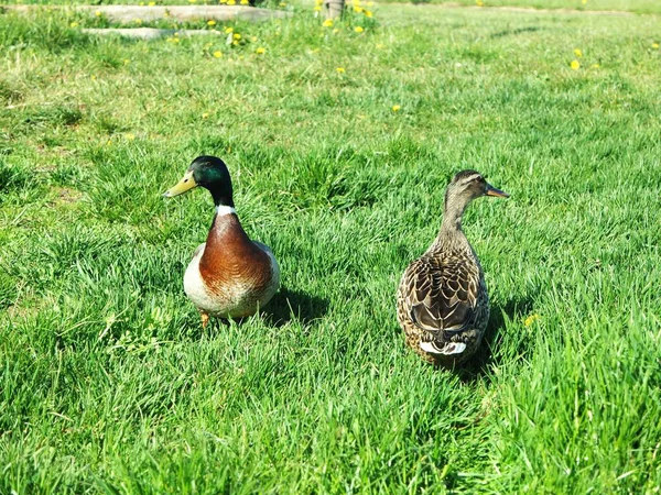 Aussichtsreiche Aussicht Auf Schöne Vögel Der Natur — Stockfoto