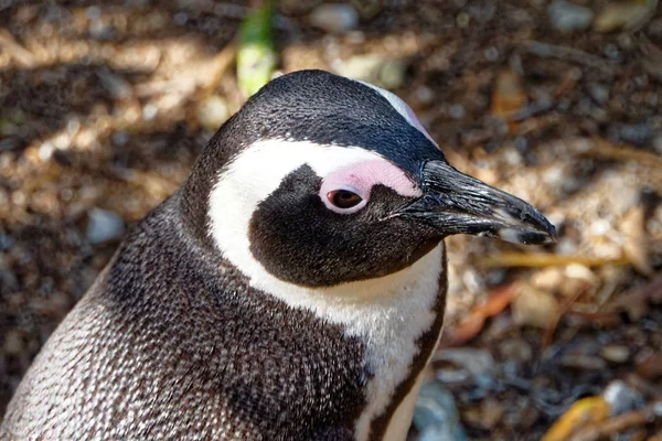 Close Pingguin Zoo — стоковое фото
