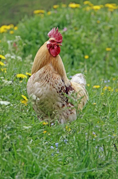 Rooster Flower Meadow — Stock Photo, Image